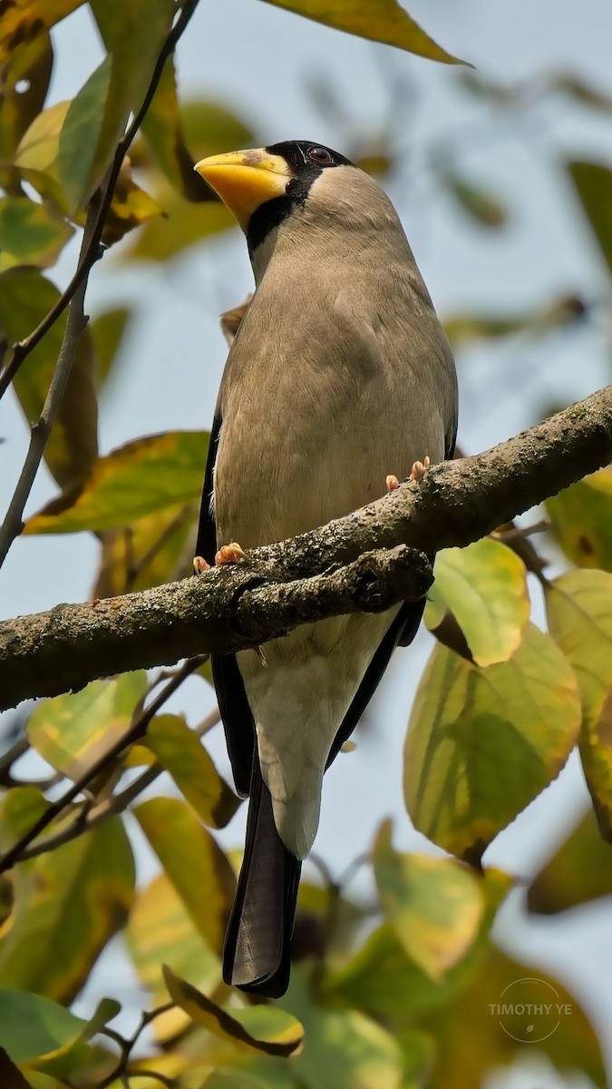 Japanese Grosbeak - ML644452931