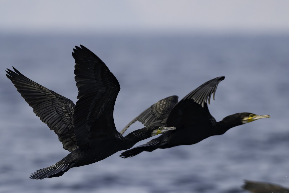 Great Cormorant - ML644452938