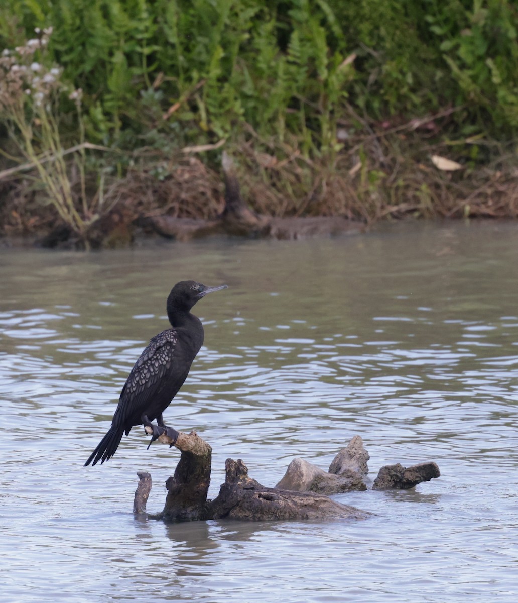 Cormorán Totinegro - ML644452944