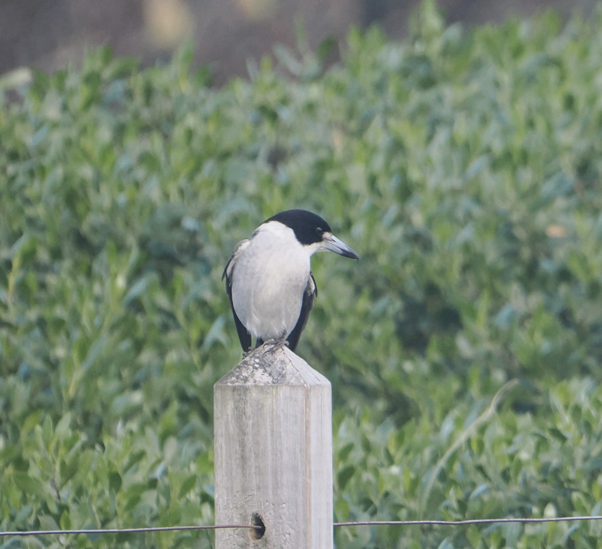 ハイイロモズガラス - ML644452945