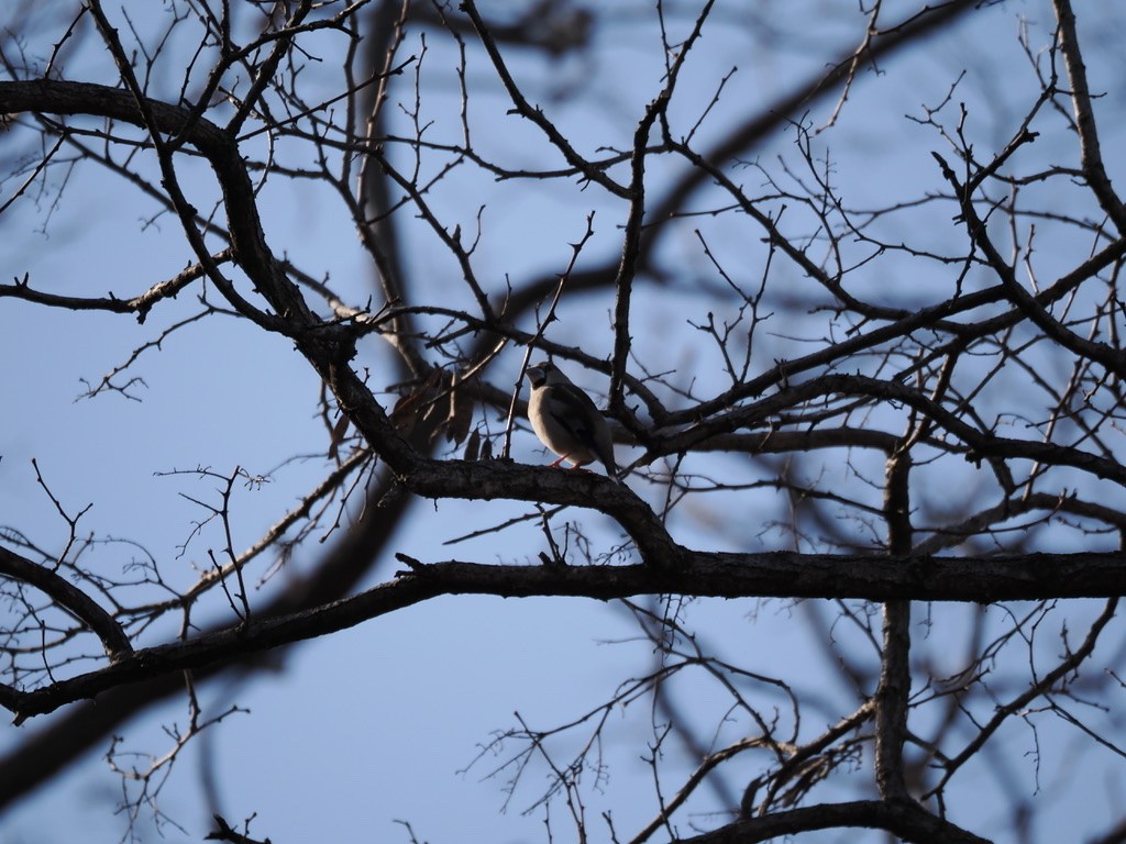 シメ - ML644452947