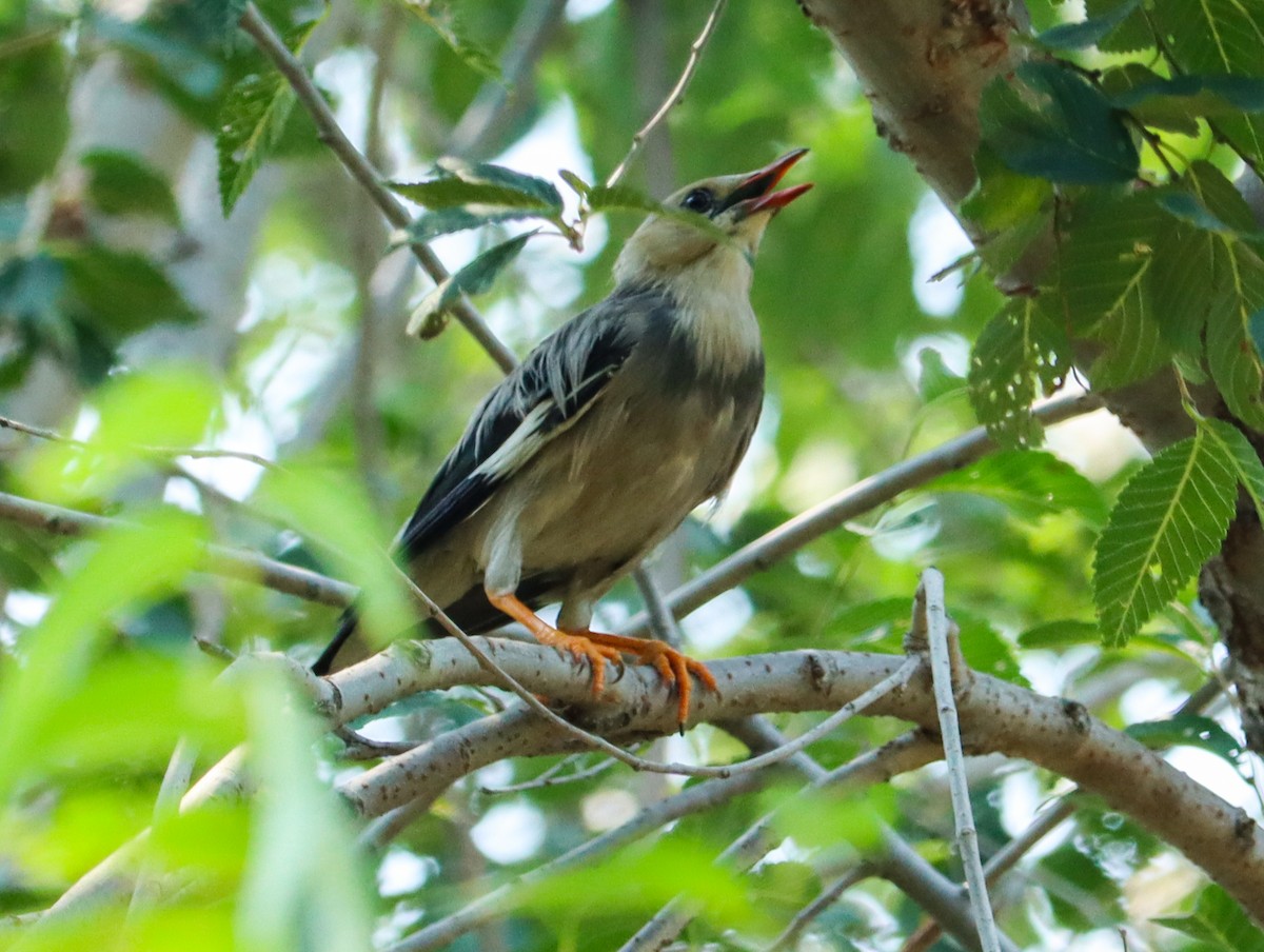 Улаан хошуут тодол - ML644452955