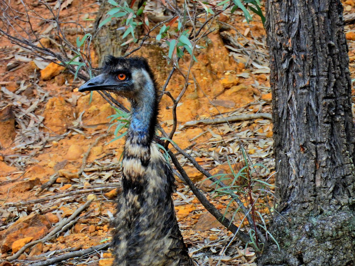 Émeu d'Australie - ML644452957