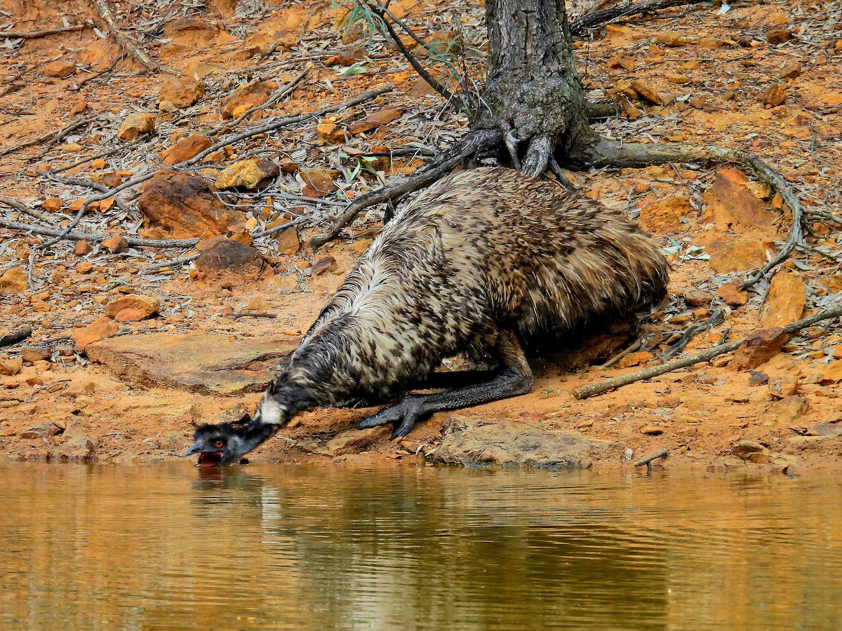 Émeu d'Australie - ML644452958