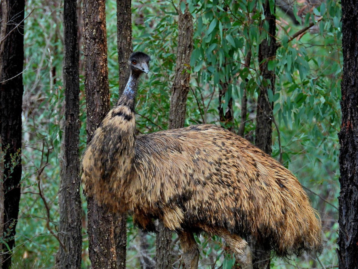 Émeu d'Australie - ML644452959
