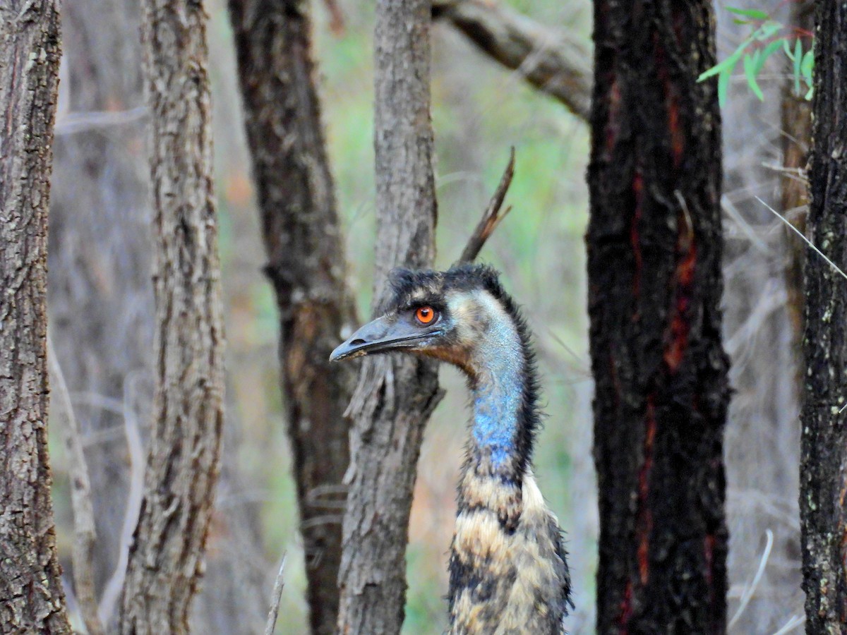 Émeu d'Australie - ML644452960