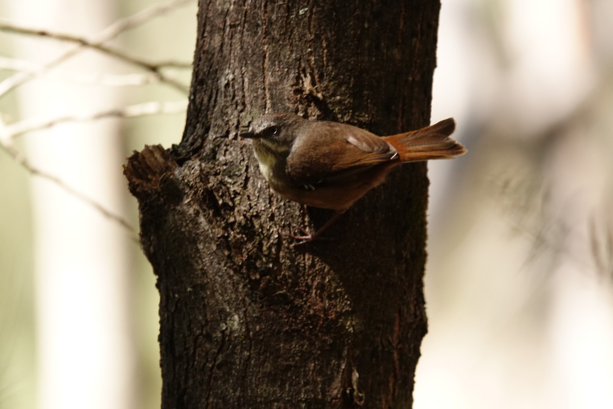 White-browed Scrubwren - ML644452970