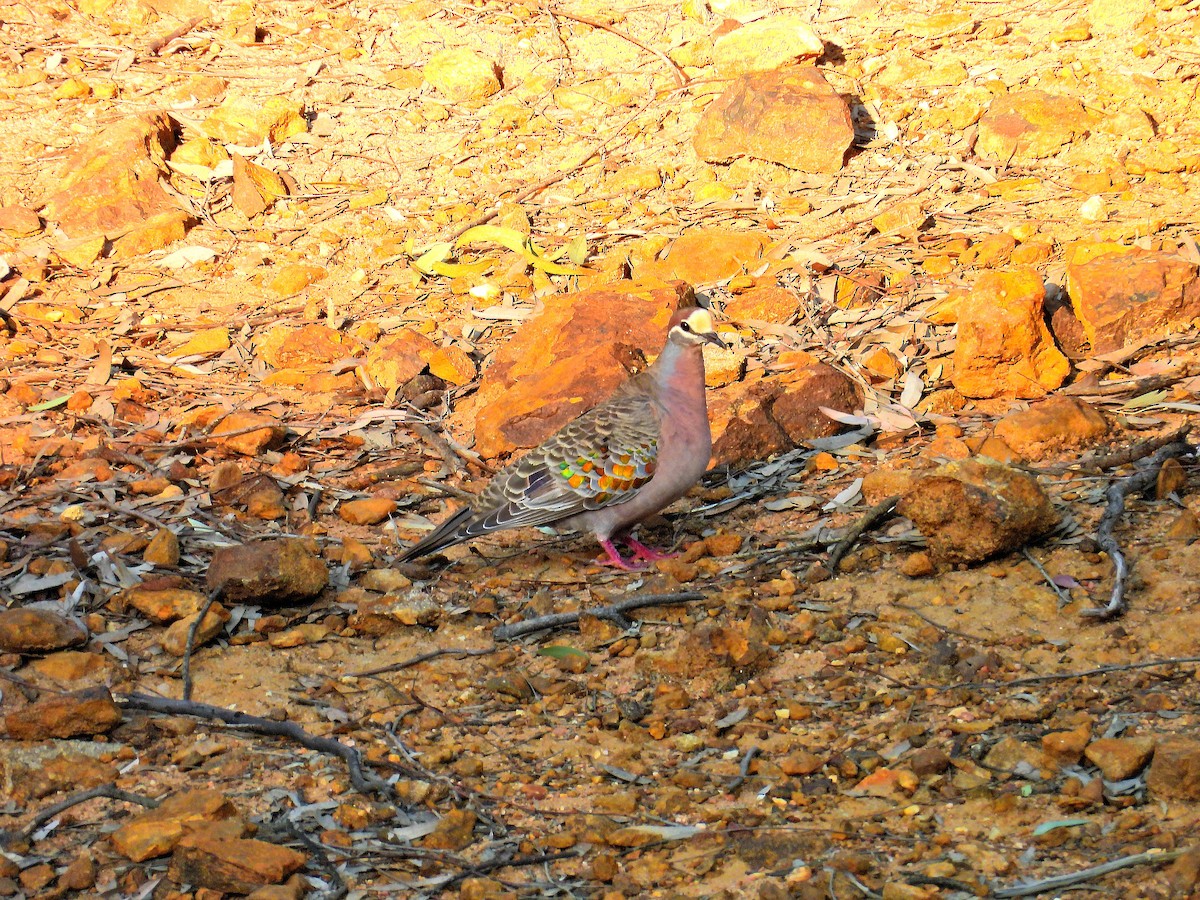 Common Bronzewing - ML644452981