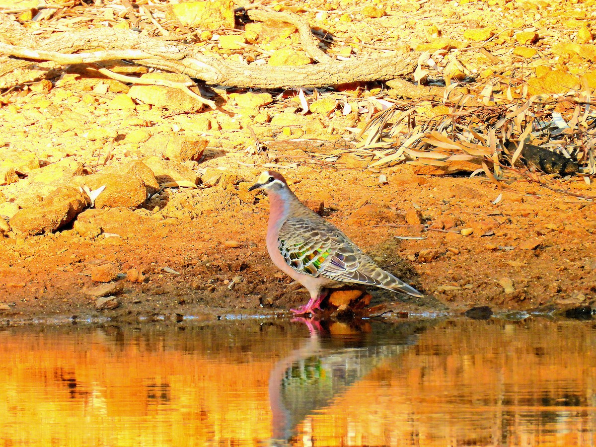 Common Bronzewing - ML644452982
