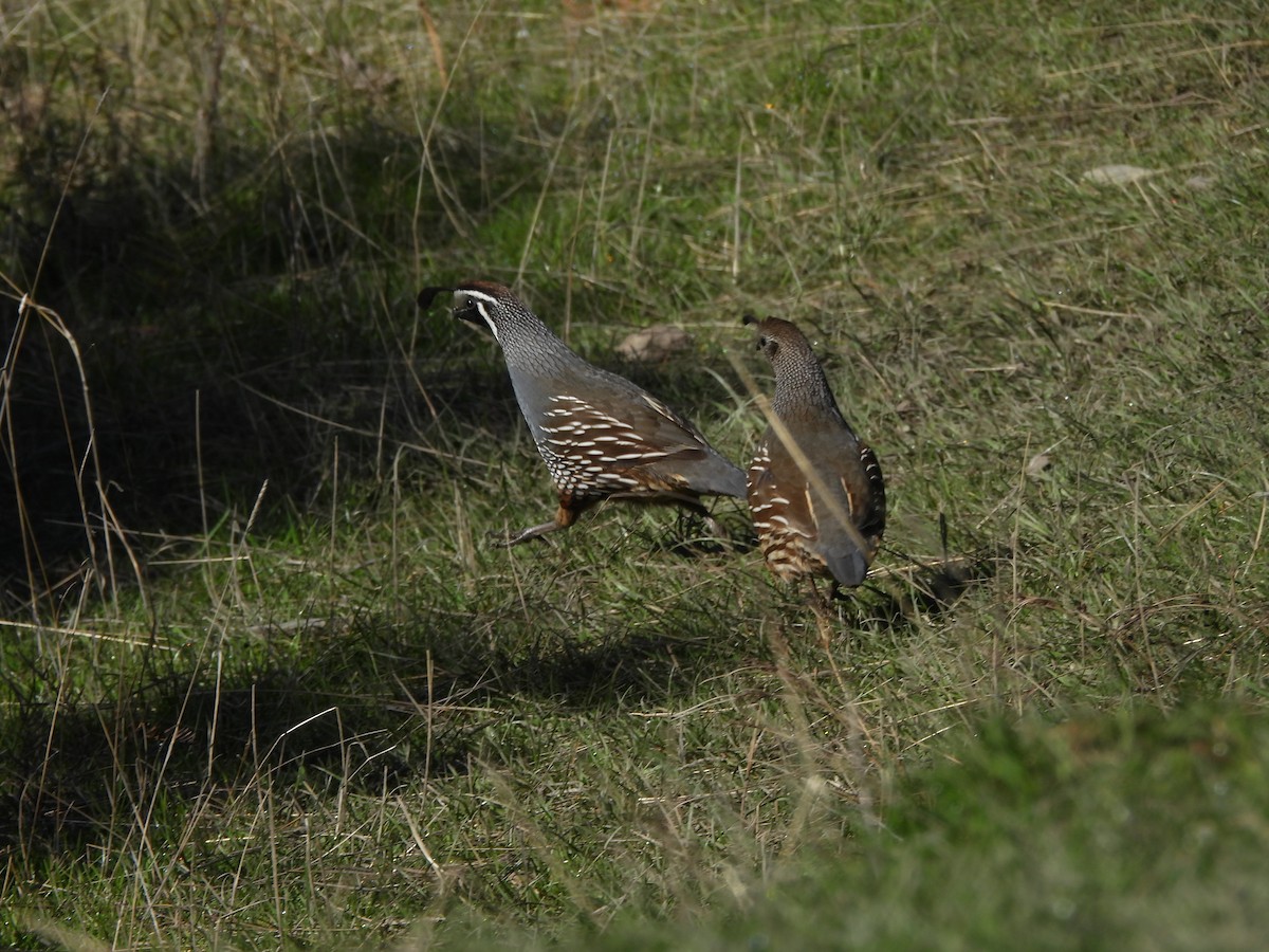 California Quail - ML644452993