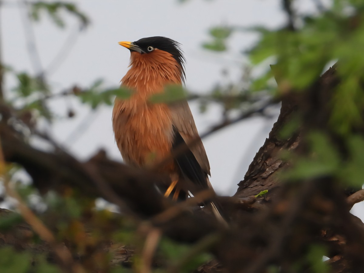Brahminy Starling - ML644452999