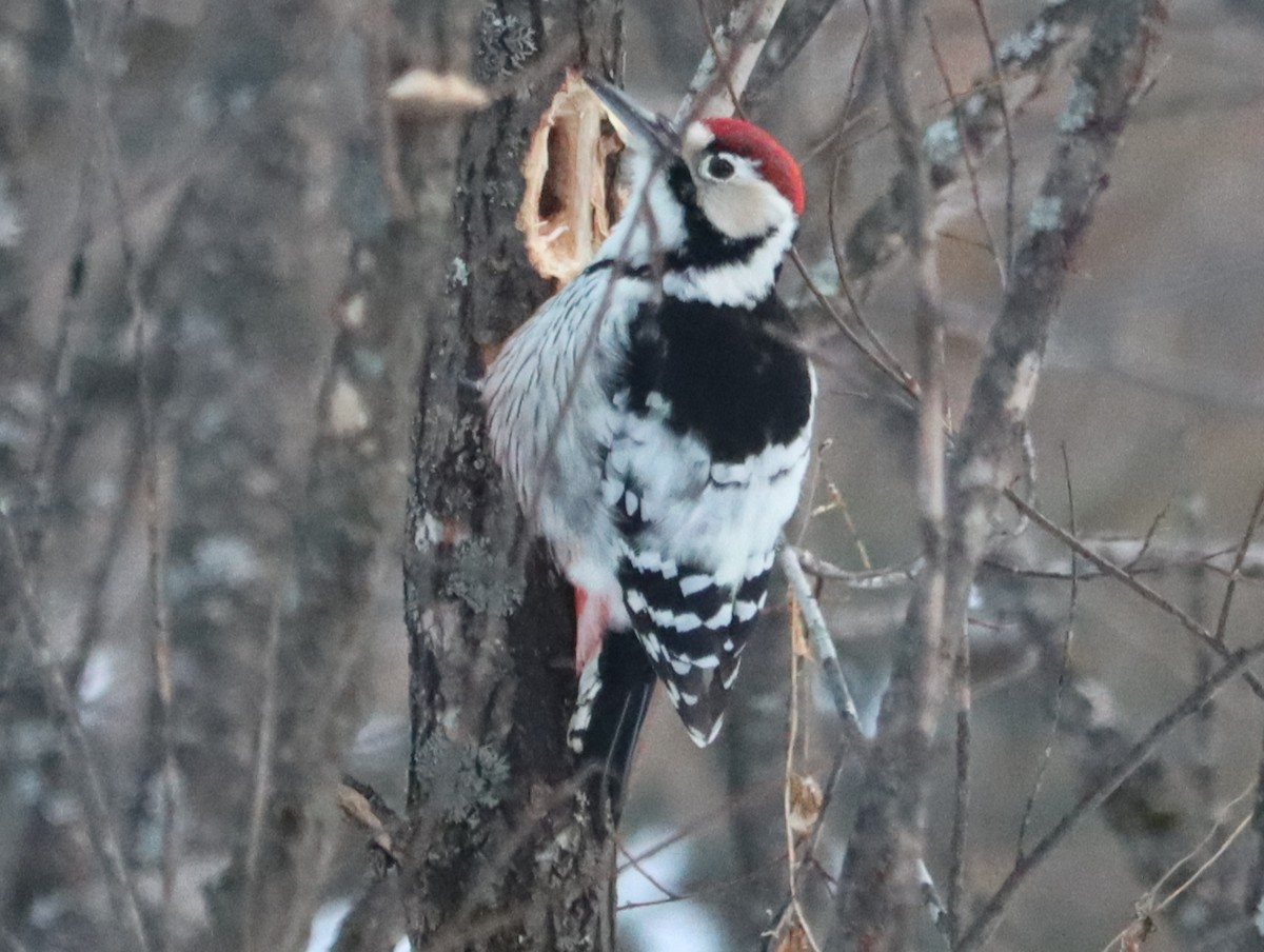 Хондлой цагаан тоншуул - ML644453008
