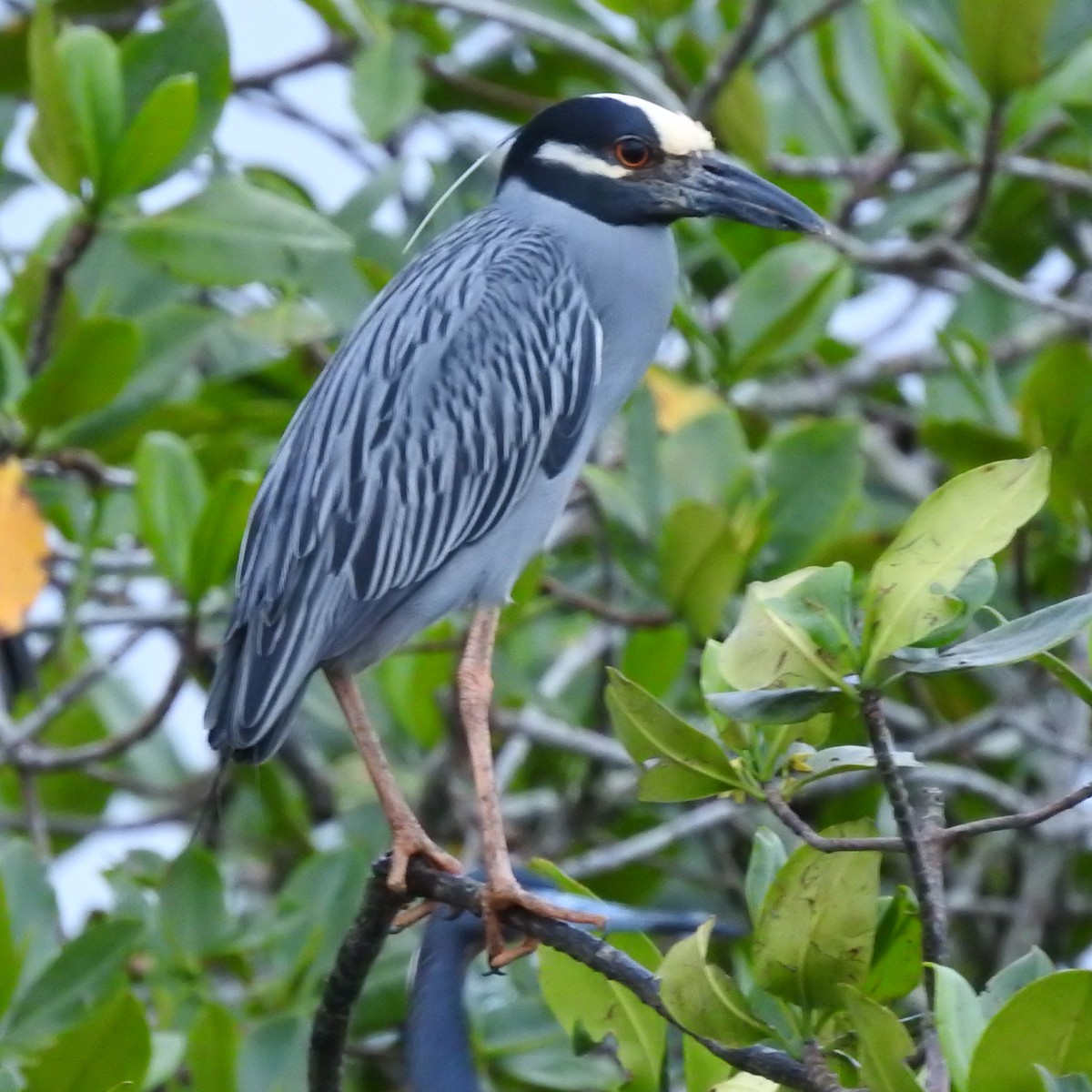 אנפת לילה צהובת-כיפה - ML644453009