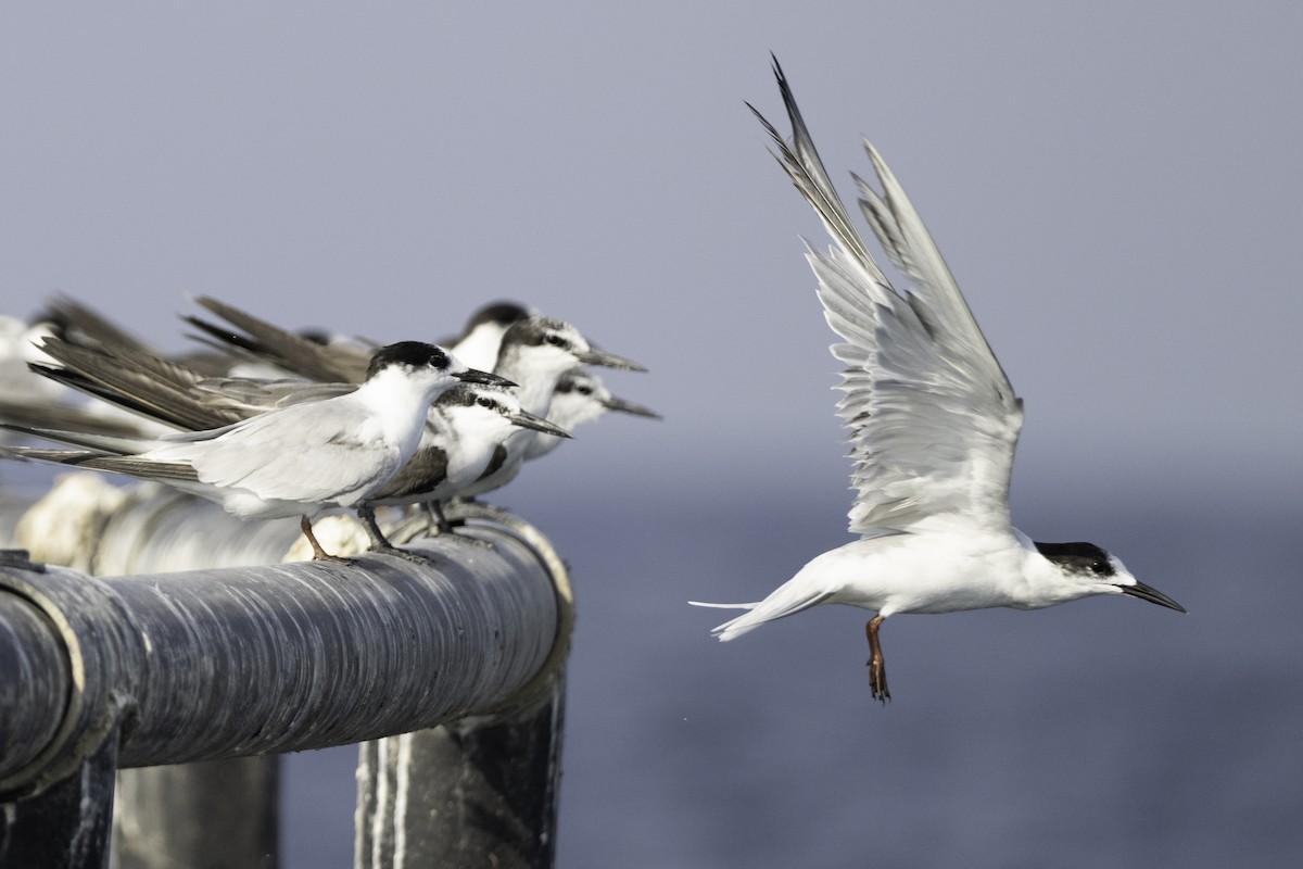 Common Tern - ML644453010
