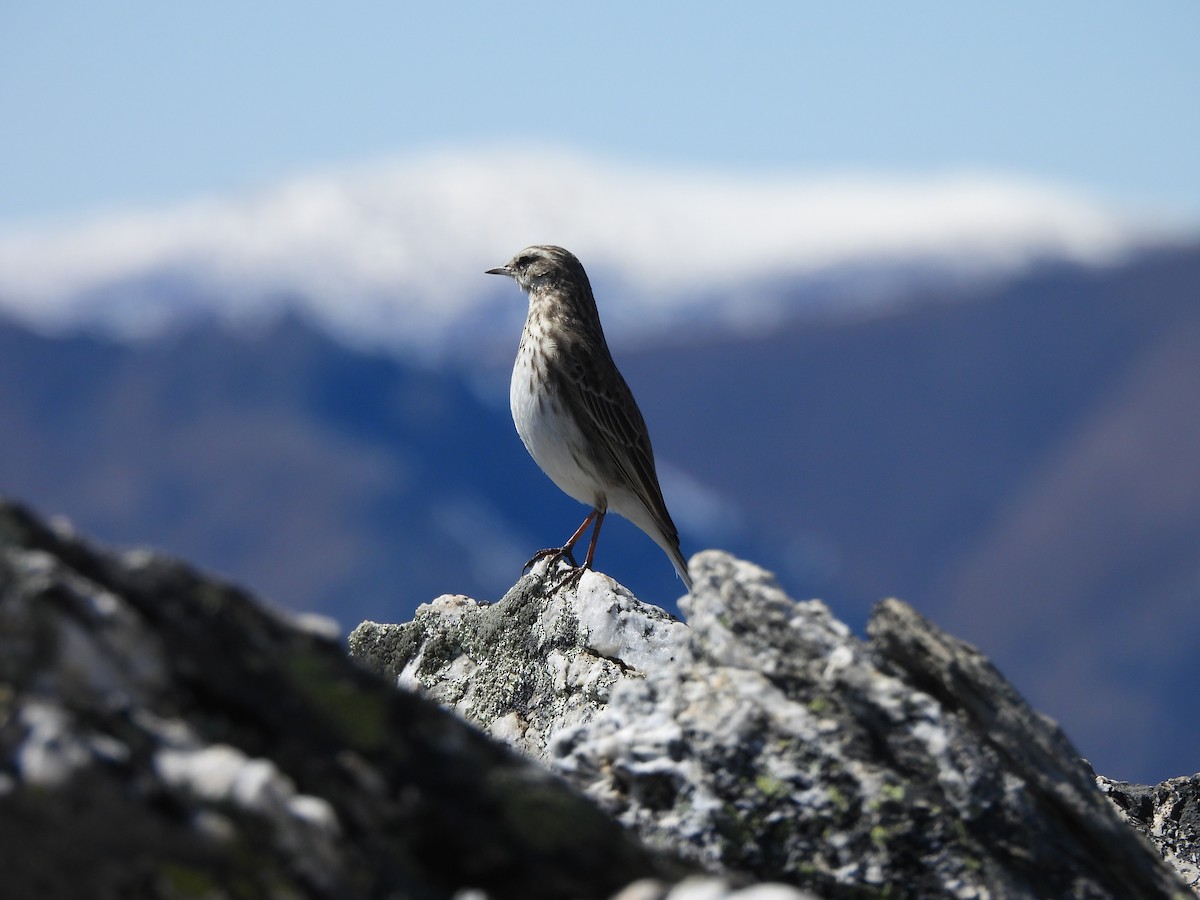 New Zealand Pipit - ML644453011