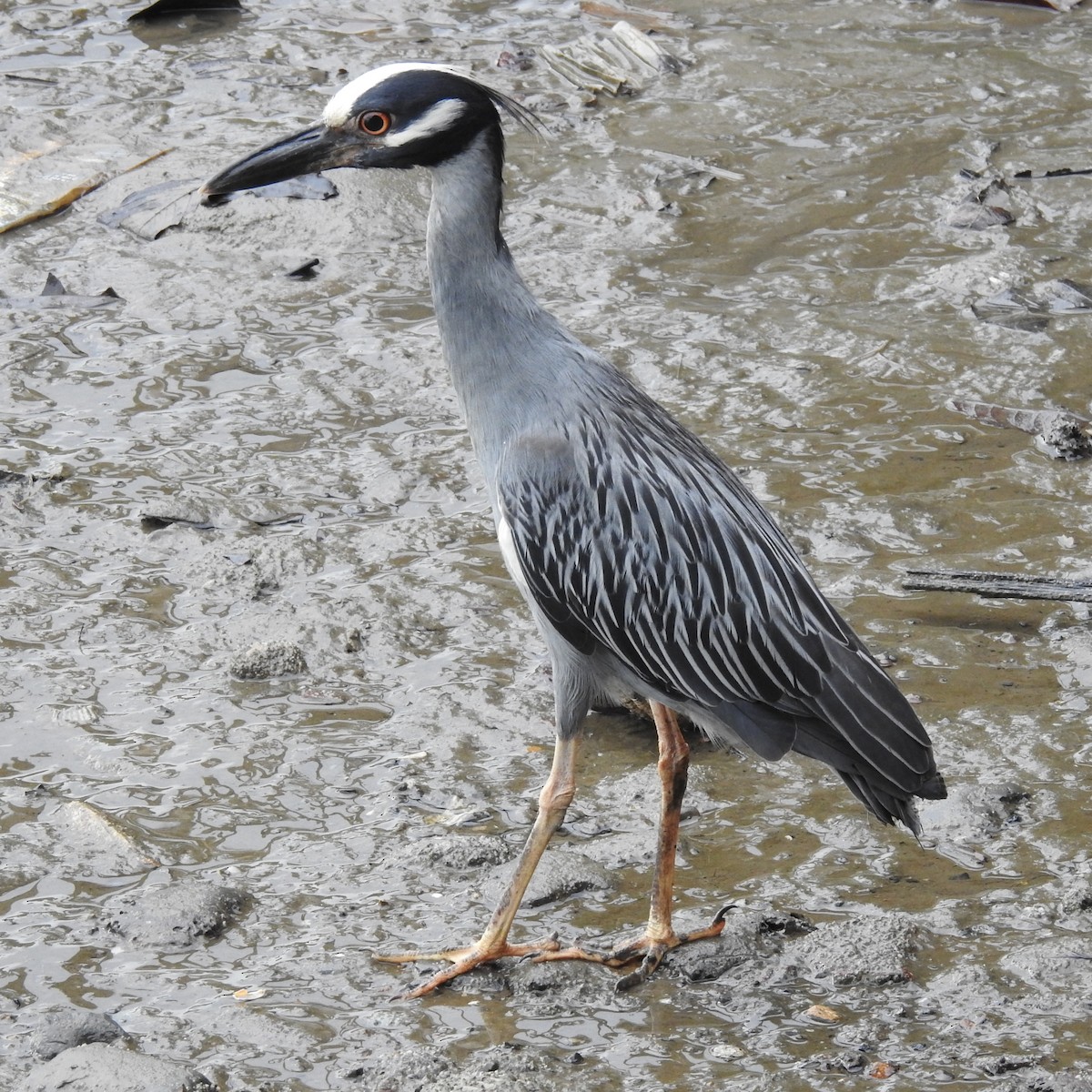 אנפת לילה צהובת-כיפה - ML644453018