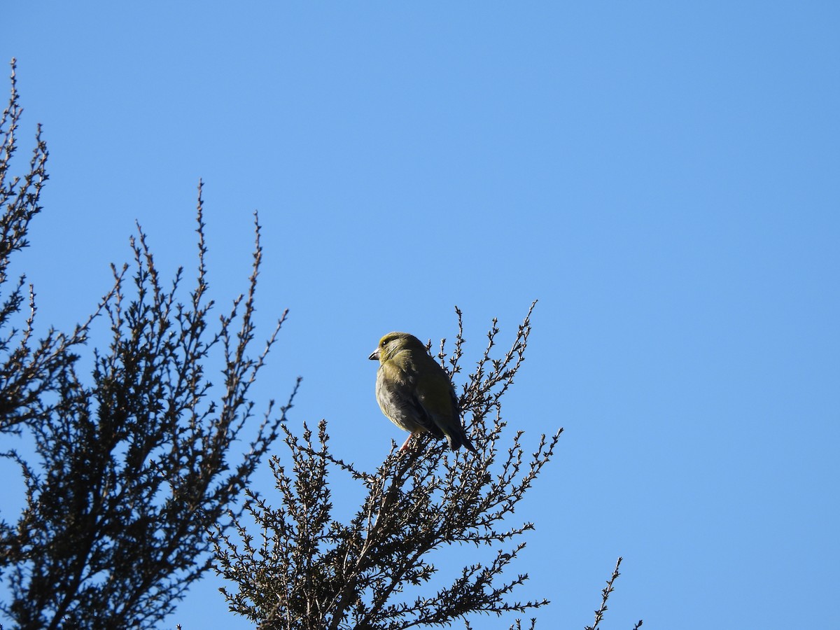 zvonek zelený - ML644453020