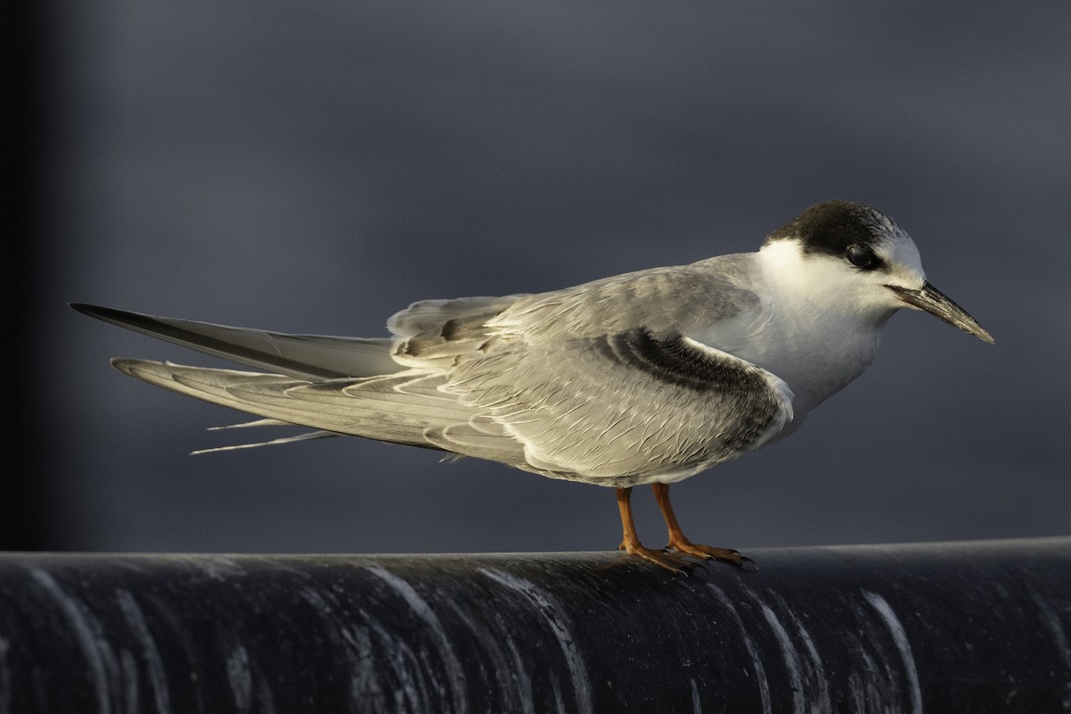 Common Tern - ML644453026