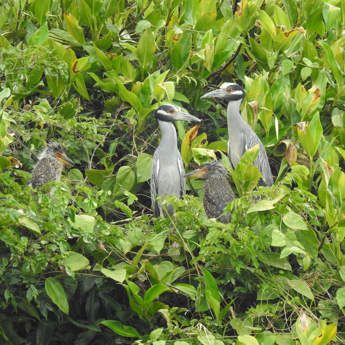 אנפת לילה צהובת-כיפה - ML644453028