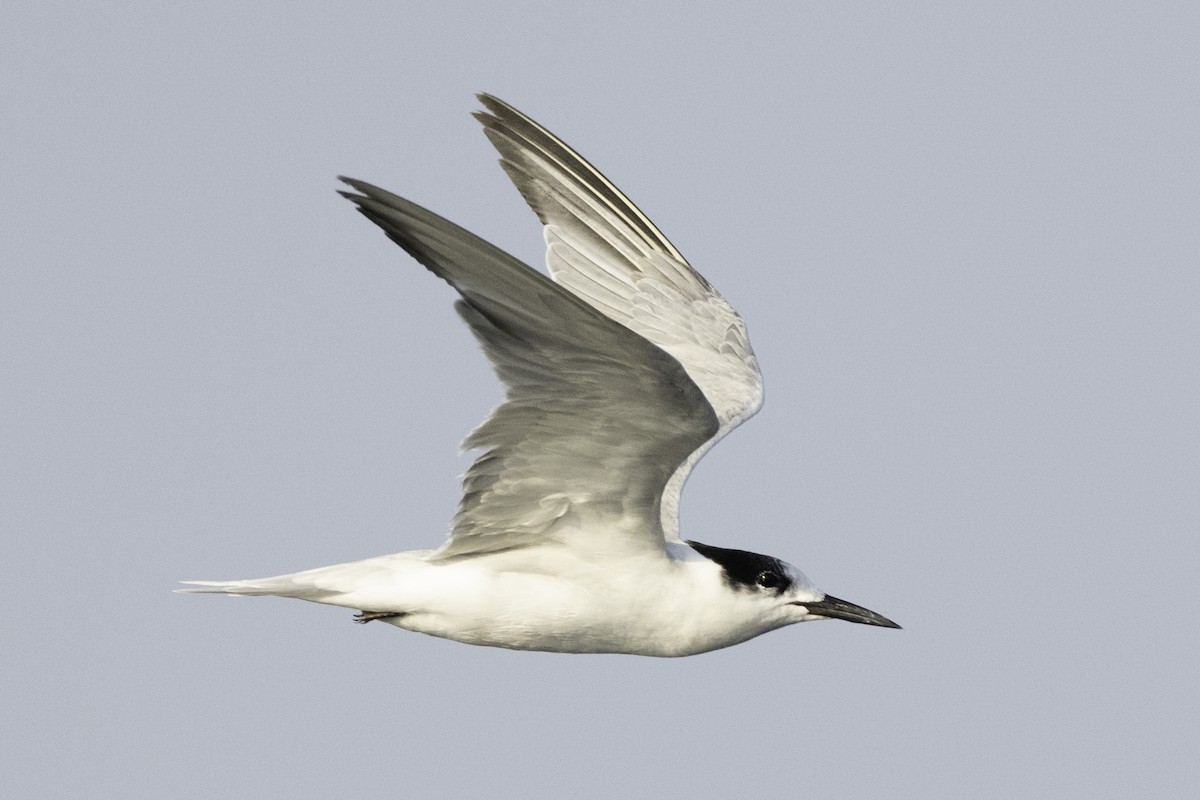 Common Tern - ML644453030