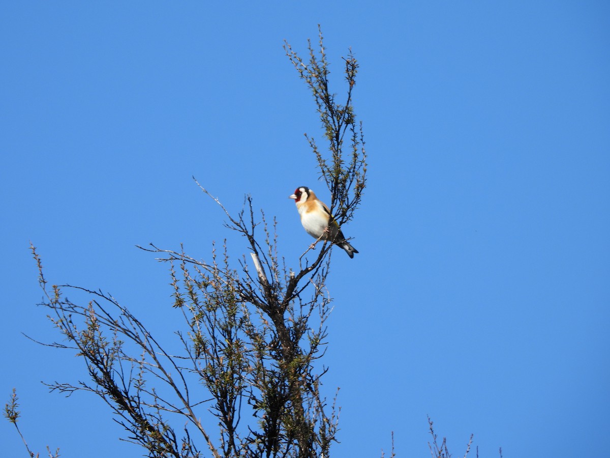 Бор бужирга - ML644453038