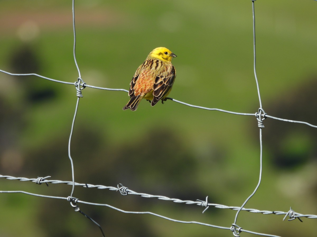 Алтан хөмрөг - ML644453043