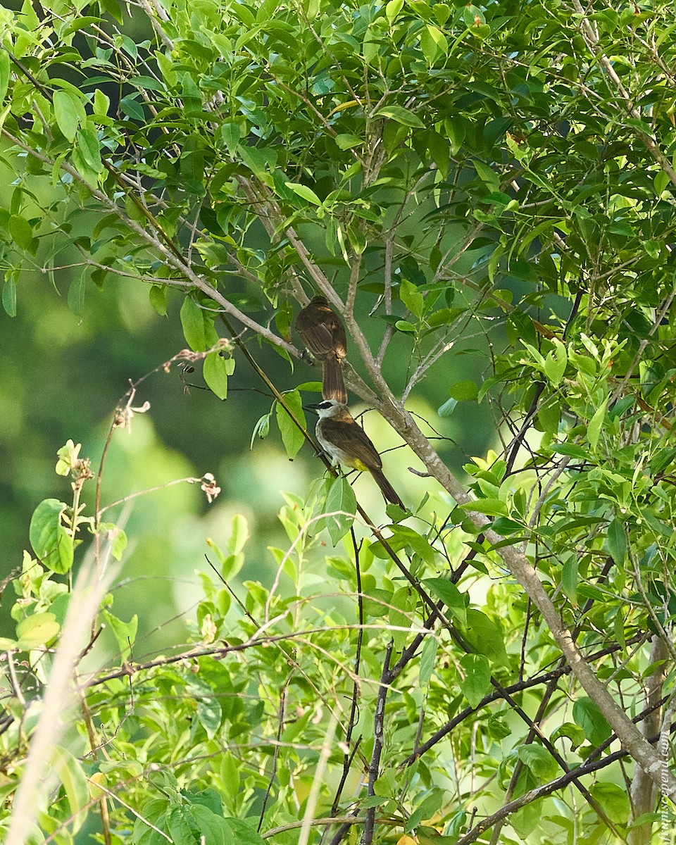 Yellow-vented Bulbul - ML644453044