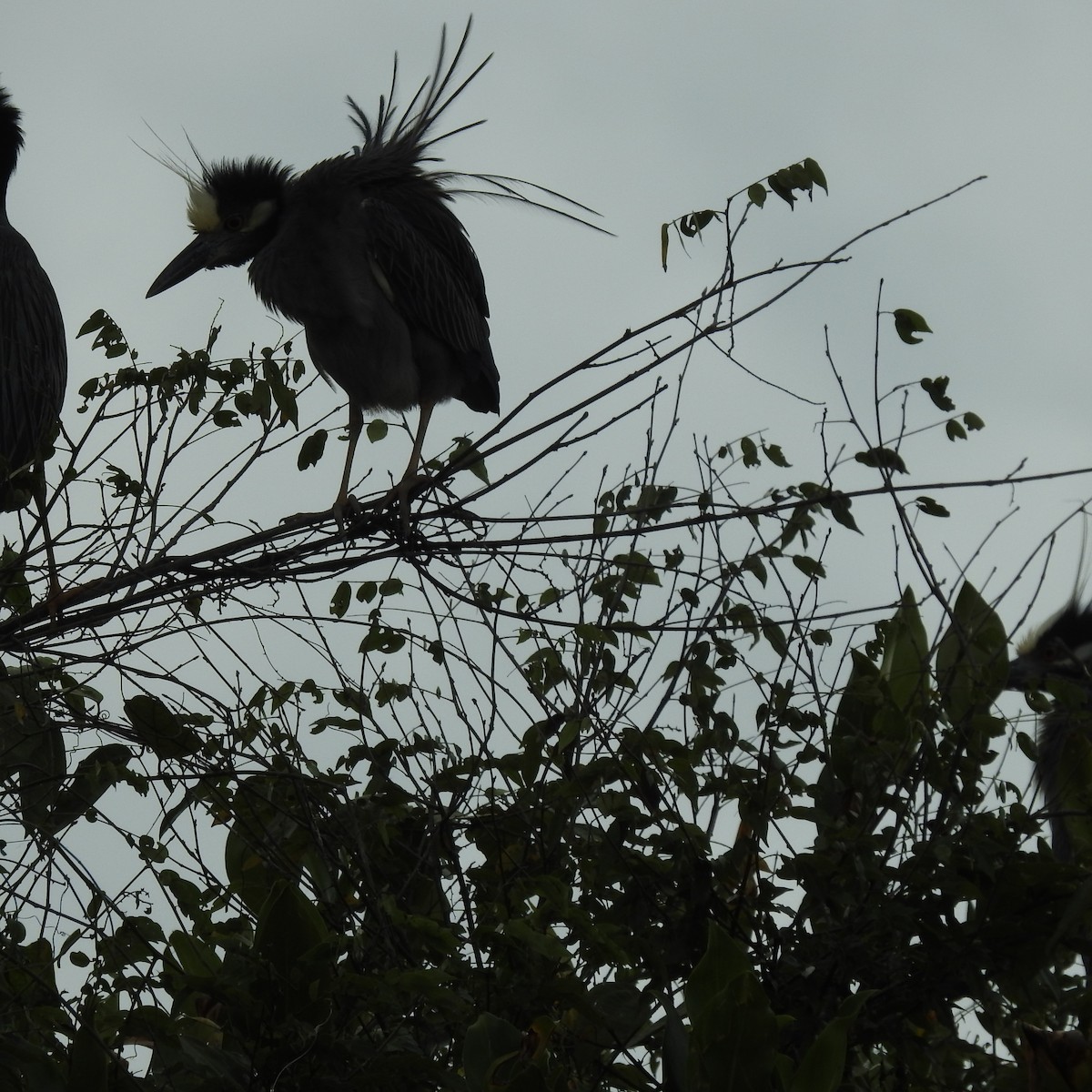 אנפת לילה צהובת-כיפה - ML644453048