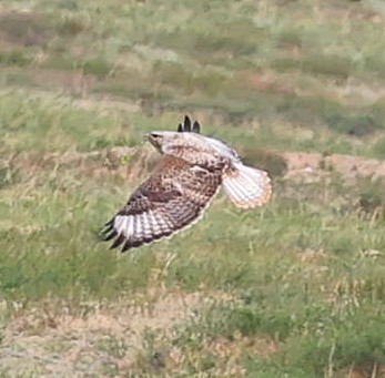 mongolvåk - ML644453076