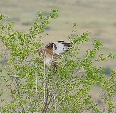 mongolvåk - ML644453077