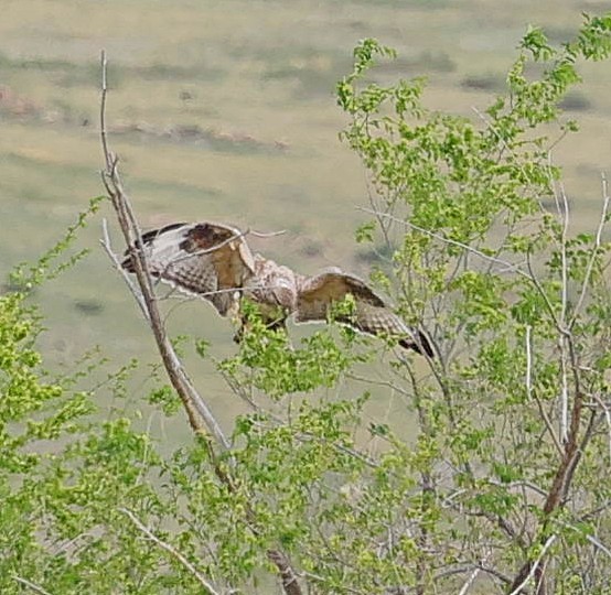 mongolvåk - ML644453078