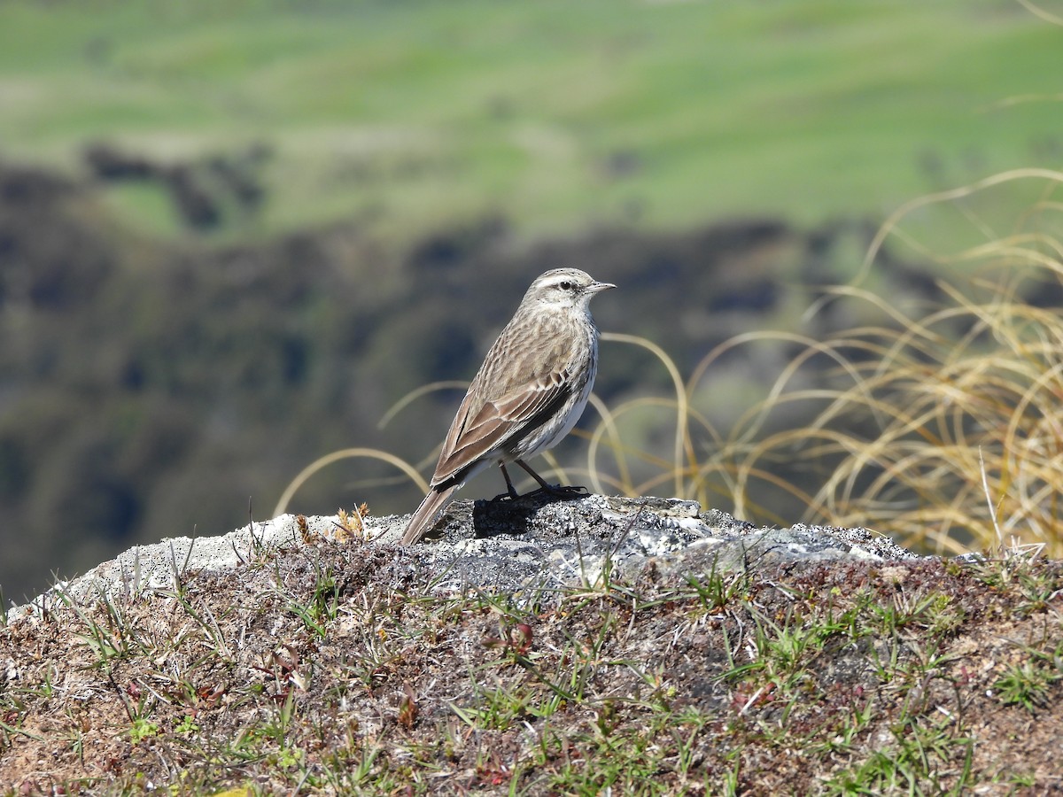 New Zealand Pipit - ML644453080