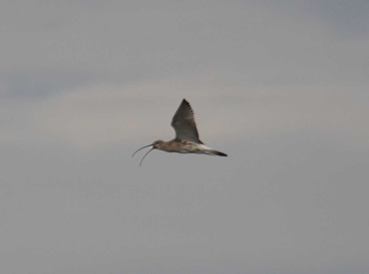 Eurasian Curlew - ML644453089