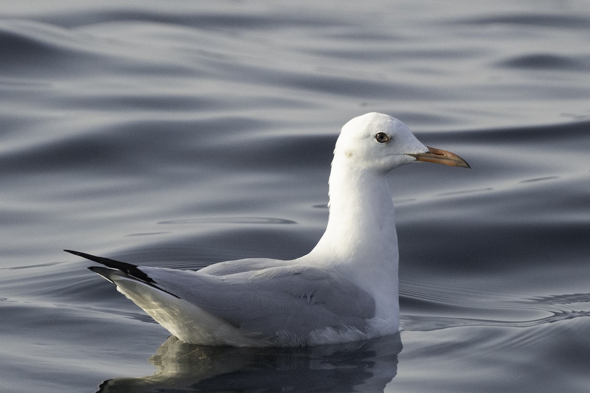 Slender-billed Gull - ML644453090