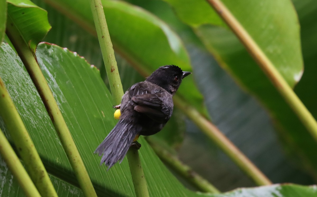 Заросляк коста-риканський - ML644453093