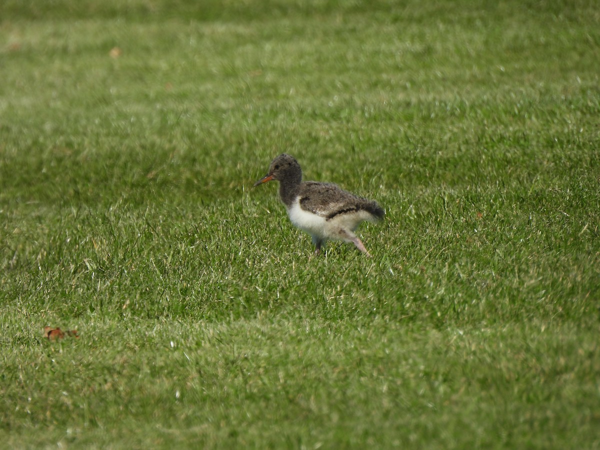 Güney Adası Poyrazkuşu - ML644453094
