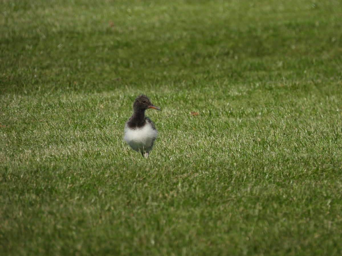 Güney Adası Poyrazkuşu - ML644453095