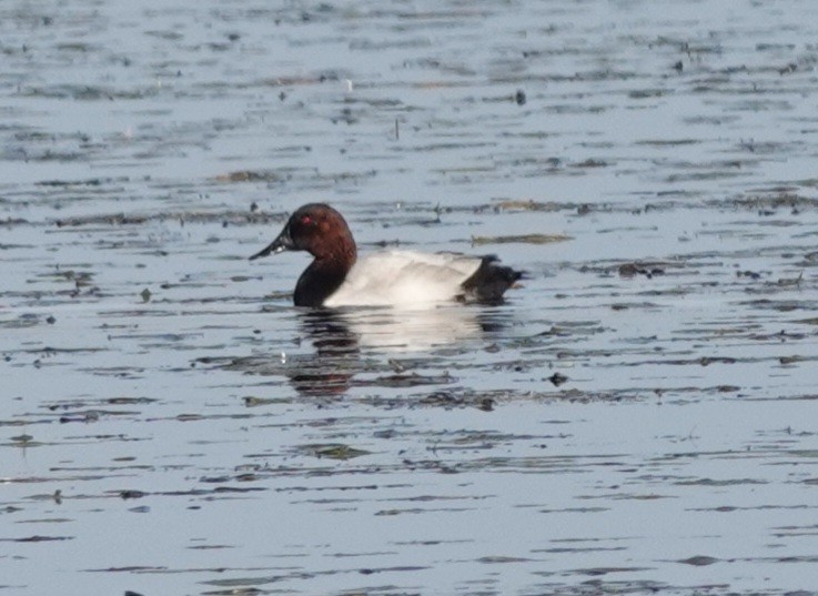 Canvasback - ML644453100
