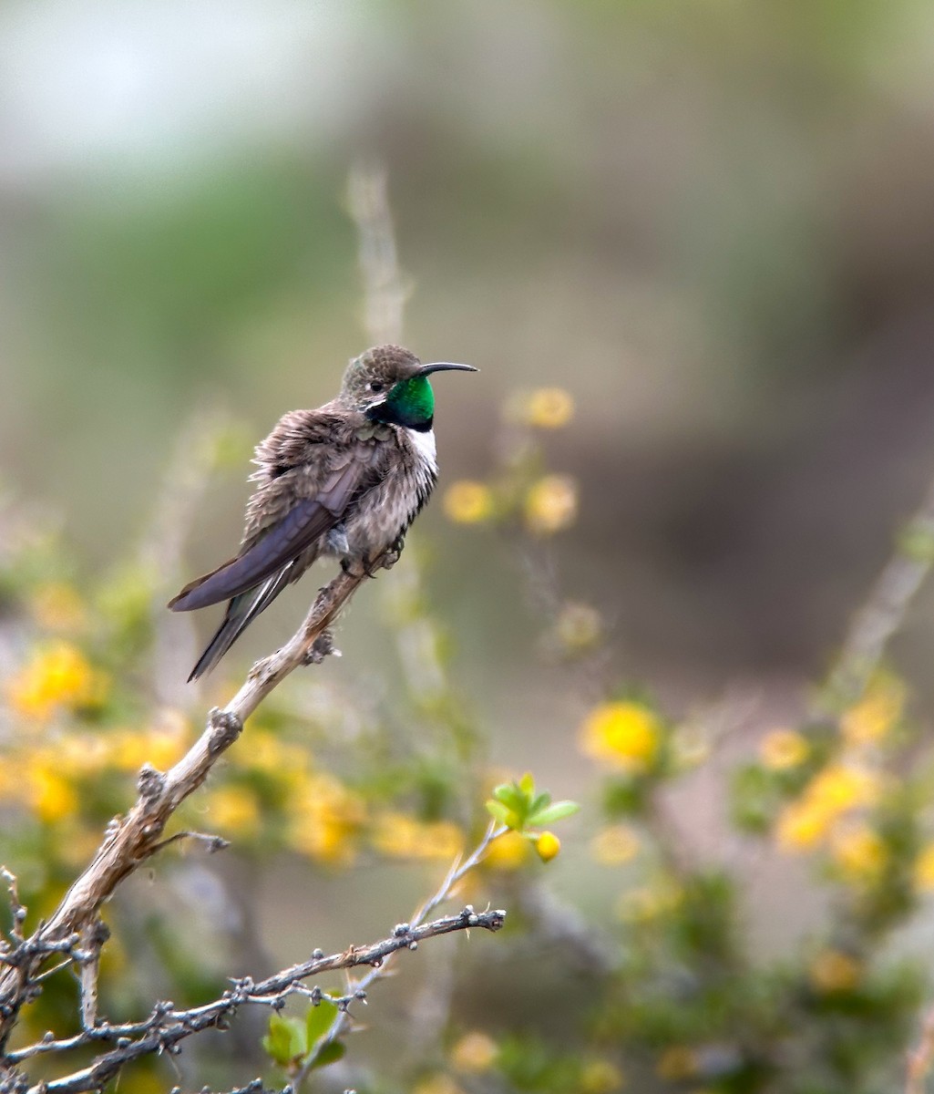 White-sided Hillstar - ML644453102