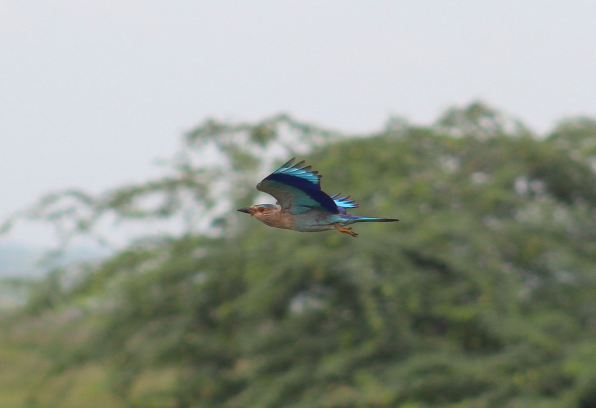 Indian Roller - ML644453103