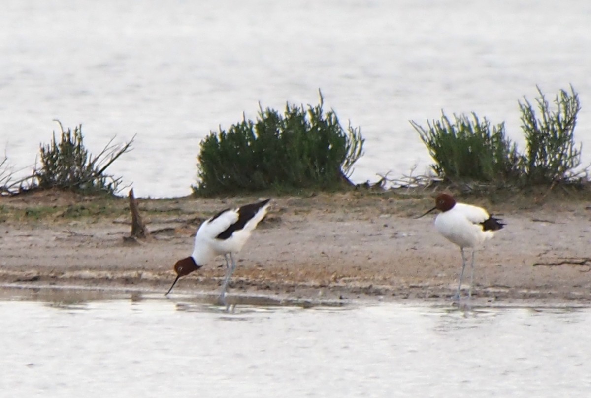 Чоботар австралійський - ML644453110