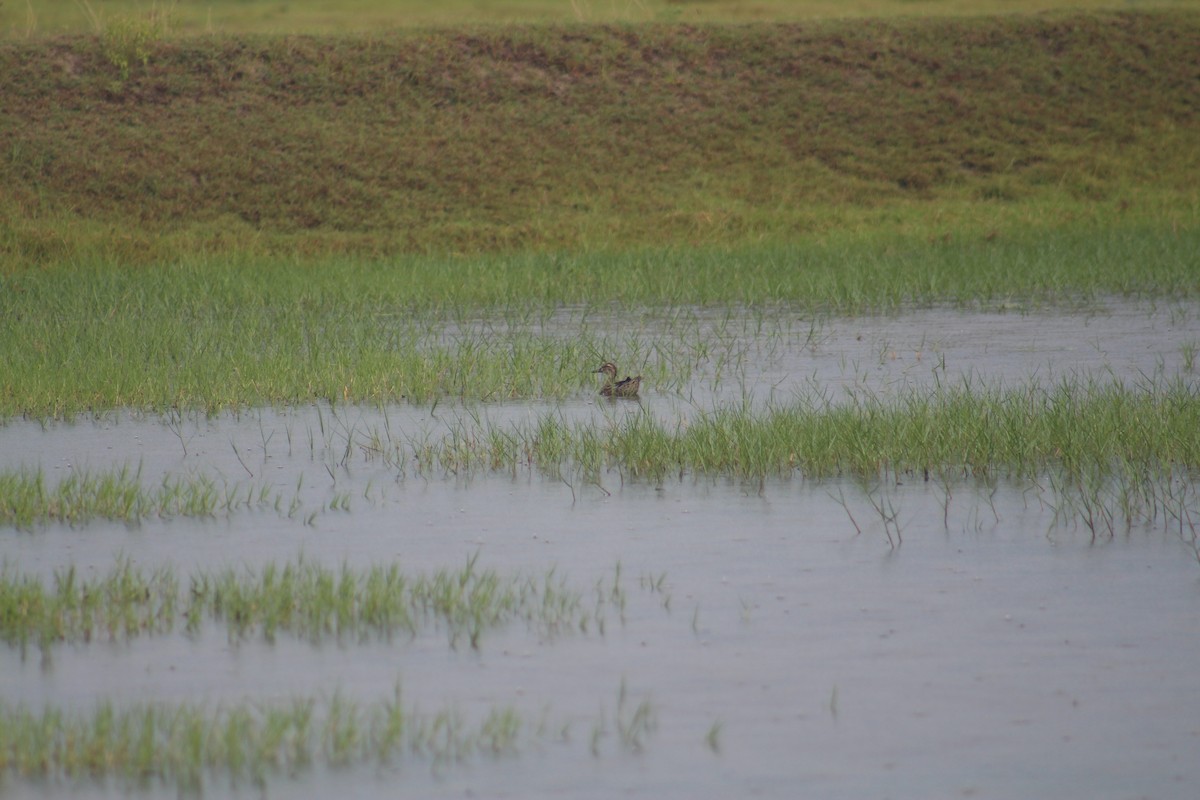 Garganey - ML644453111
