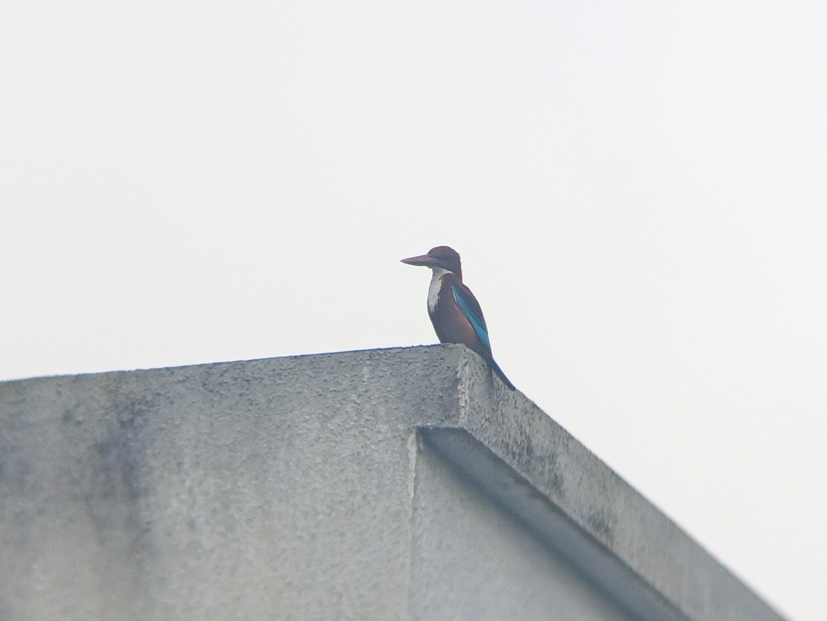 White-throated Kingfisher - ML644453113