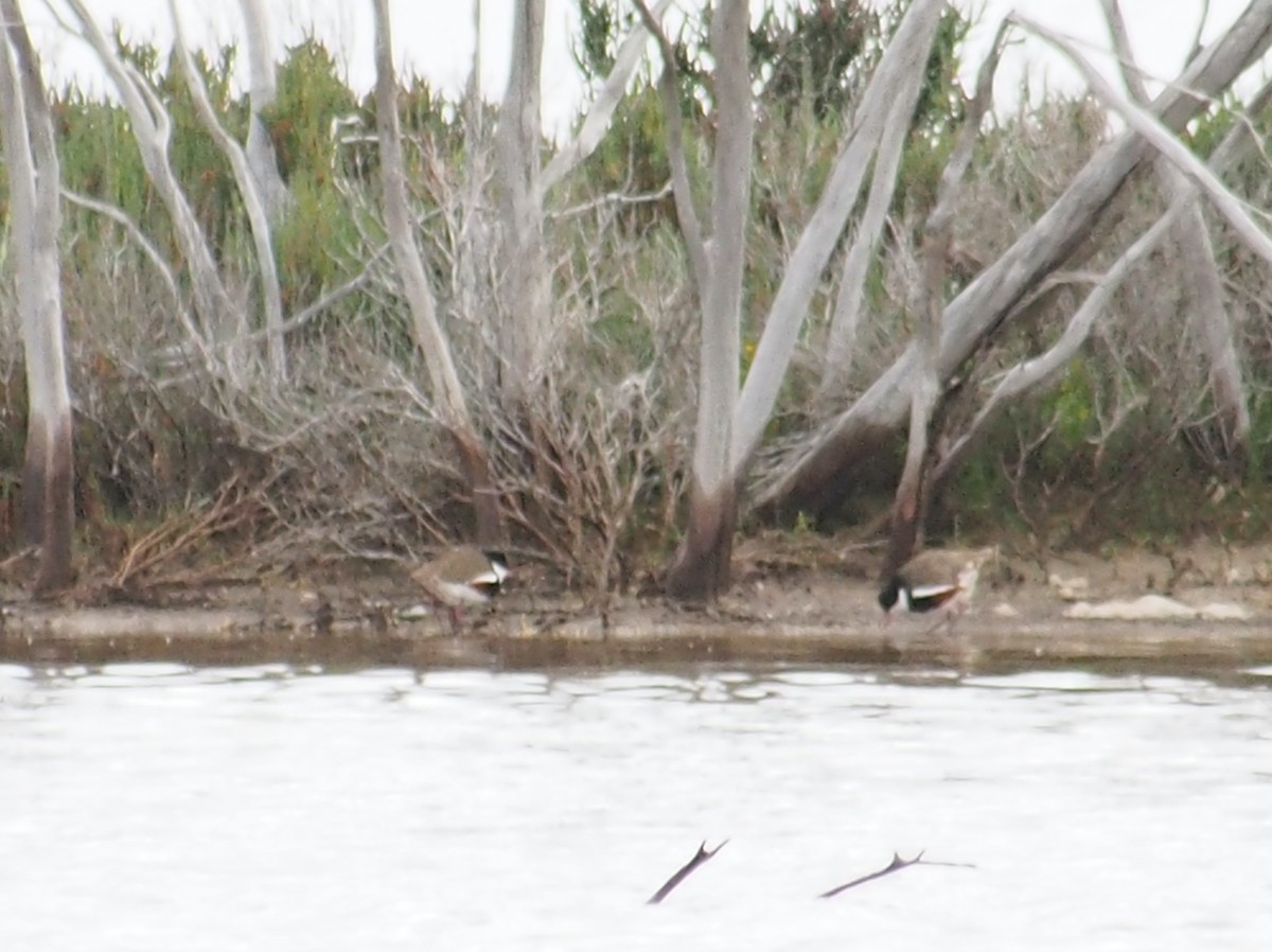 Red-kneed Dotterel - ML644453114
