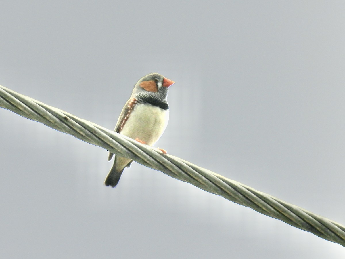 Diamant mandarin (castanotis) - ML644453115