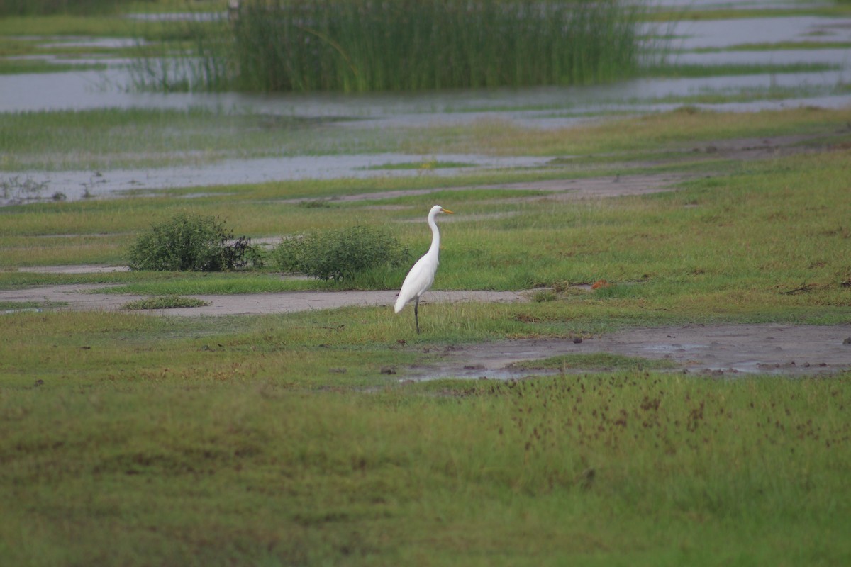 Medium Egret - ML644453116
