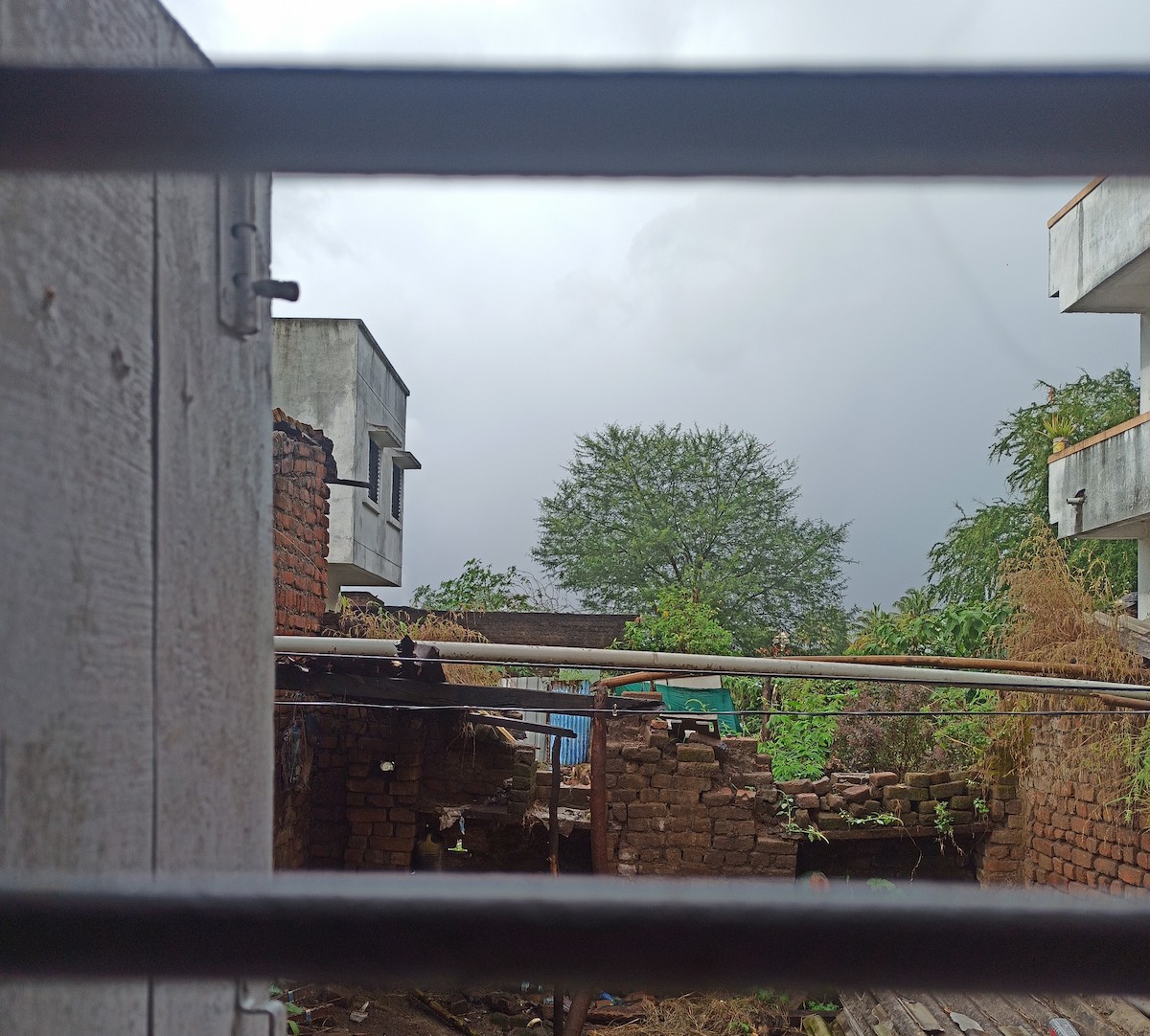 Black Redstart - ML644453118