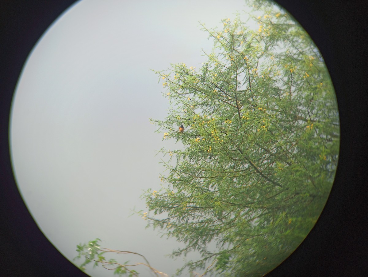 Black Redstart - ML644453119