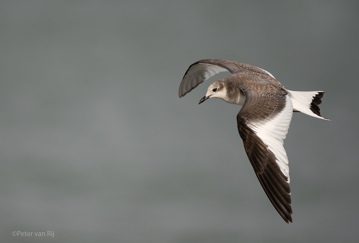 Sabine's Gull - ML644453120