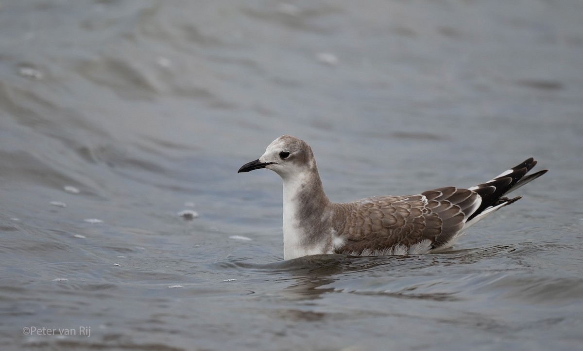 Sabine's Gull - ML644453121